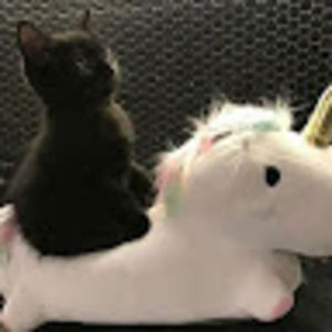 Meet your Posher, Romi